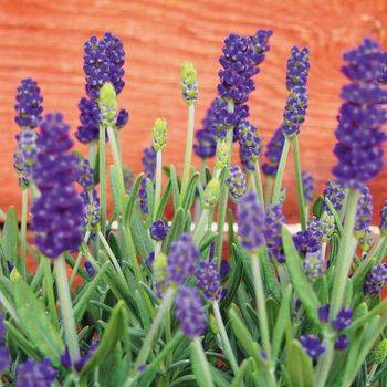 Лаванда Lavandula ‘Sentivia Blue’