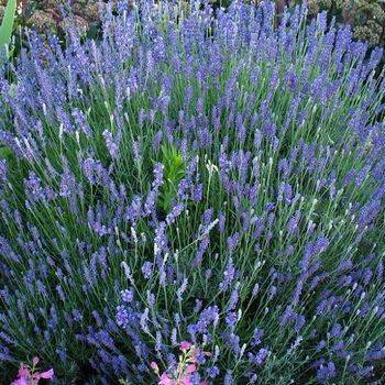 Лаванда Lavandula ‘Hidcote Blue’