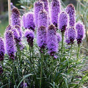 Лиатрис Liatris spicata ‘Floristan Violet’