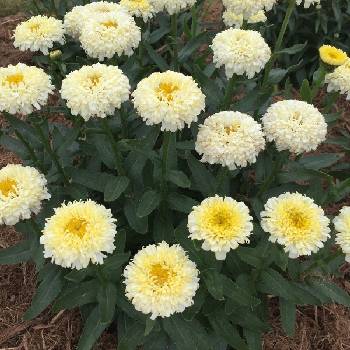 Нивяник Leucanthemum x superbum ‘Luna’