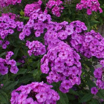 Флокс Phlox paniculata ‘Younique Old Purple’