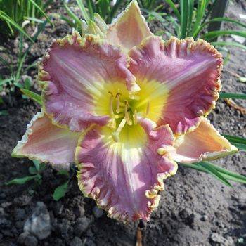 Лилейник Hemerocallis ‘Bestseller’