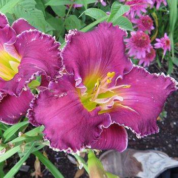 Лилейник Hemerocallis ‘Bettylen’