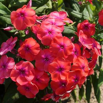 Флокс Phlox paniculata ‘Flame Coral’