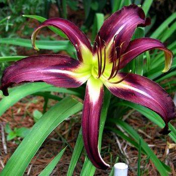 Лилейник Hemerocallis ‘Black Arrowhead’