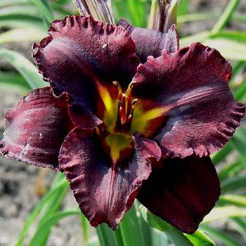 Лилейник Hemerocallis ‘Black Stockings’