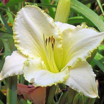 Лилейник Hemerocallis ‘Blizzard Bay’