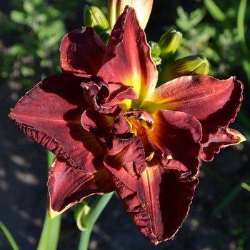 Лилейник Hemerocallis ‘Burgundy Love’