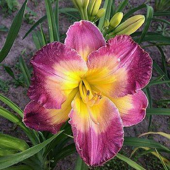 Лилейник Hemerocallis ‘Cheese & Wine’