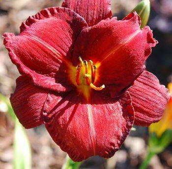 Лилейник Hemerocallis ‘Chicago Apache’