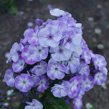 Флокс Phlox paniculata ‘Younique Old Blue’