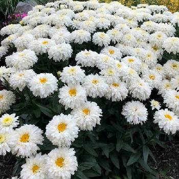 Нивяник Leucanthemum x superbum ‘Macaroon’