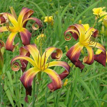 Лилейник Hemerocallis ‘Dancing on Air’