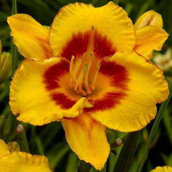 Лилейник Hemerocallis ‘Fooled Me’