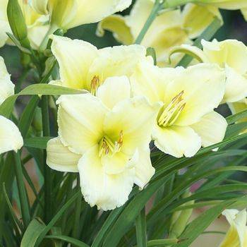 Лилейник Hemerocallis ‘Fragrant Returns’