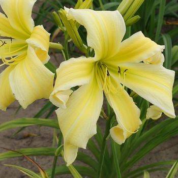 Лилейник Hemerocallis Heavenly ‘Flight of Angels’