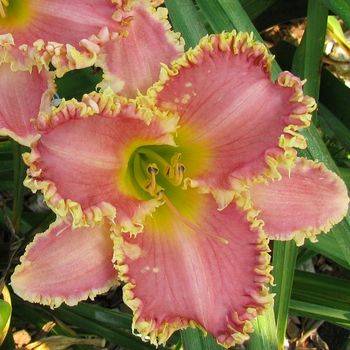 Лилейник Hemerocallis ‘Heavenly Pink Fang’