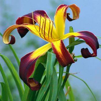 Лилейник Hemerocallis ‘Helix’