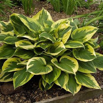 Хоста Hosta ‘Anne’