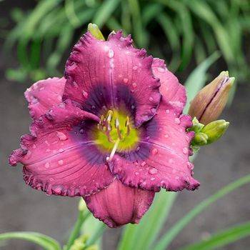 Лилейник Hemerocallis ‘Lavender Blue Baby’