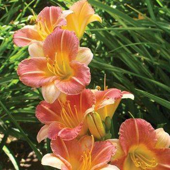 Лилейник Hemerocallis ‘Longfields Butterfly’