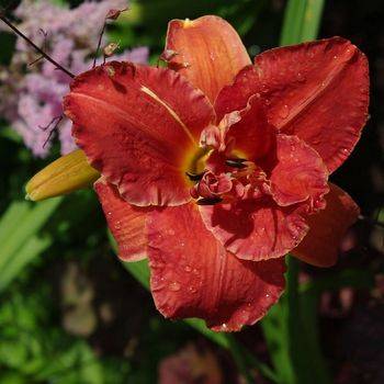 Лилейник Hemerocallis ‘Moses’ Fire’