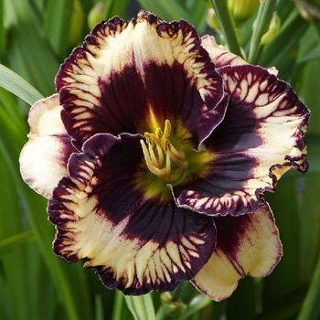 Лилейник Hemerocallis ‘Moussaka’