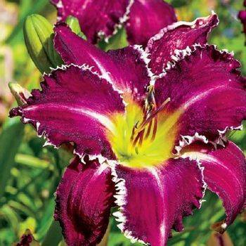 Лилейник Hemerocallis ‘Snaggle Tooth’