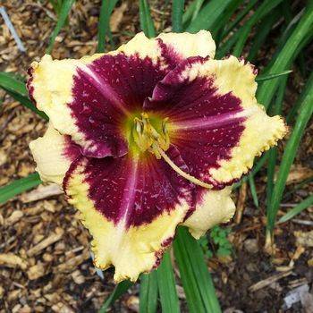 Лилейник Hemerocallis ‘Tiger Blood’