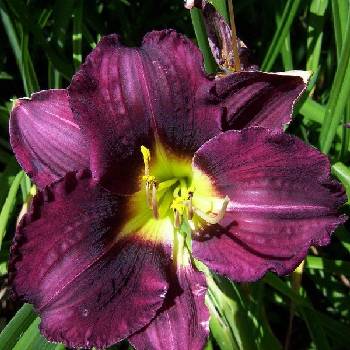 Лилейник Hemerocallis ‘Nosferatu’ 