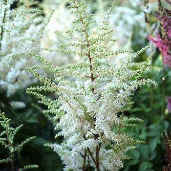 Астильба Astilbe х ‘Whiteberry’