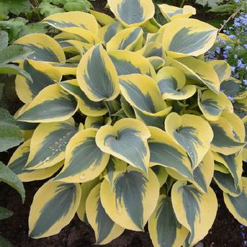 Хоста Hosta ‘Autumn Frost’