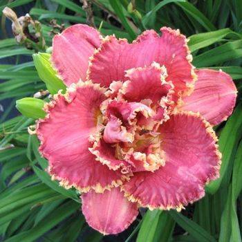 Лилейник Hemerocallis ‘Venetian Fringe’