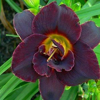 Лилейник Hemerocallis ‘Voodoo Dancer’