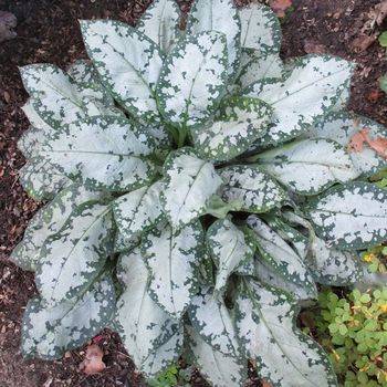 Медуница Pulmonaria ‘Moonshine’