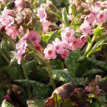 Медуница Pulmonaria ‘Pink Haze’