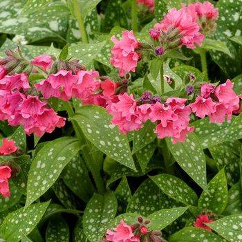 Медуница Pulmonaria ‘Shrimps on the Barbiе’