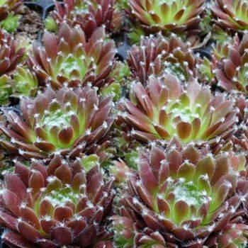 Молодило Sempervivum ‘Cassiopea’