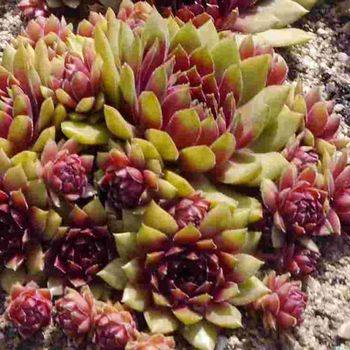 Молодило Sempervivum ‘Dr. Fritz Köhlein’