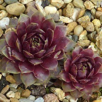 Молодило Sempervivum ‘Perseus’