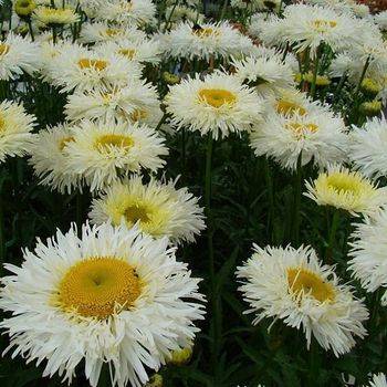 Нивяник Leucanthemum x superbum ‘Real Galaxy’