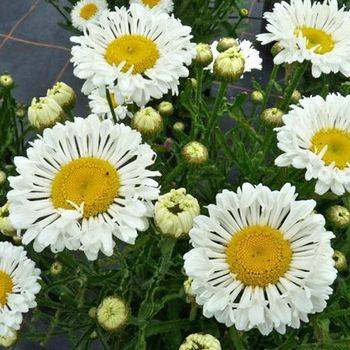 Нивяник Leucanthemum x superbum ‘Real Neat’