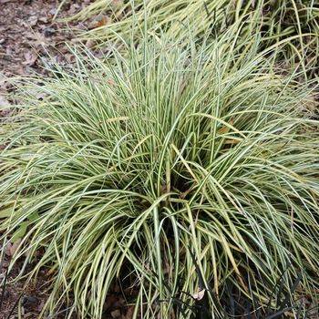 Осока Carex ‘Evergold’