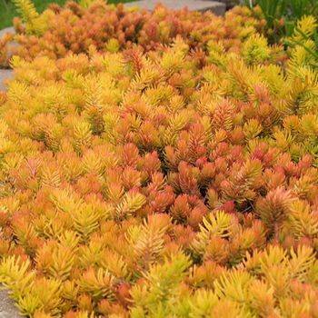 Очиток Sedum reflexum ‘Angelina’