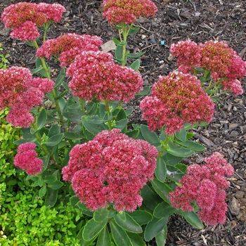 Очиток Sedum spectabile ‘Autumn Fire’