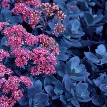 Очиток Sedum ‘Blue Pearl’