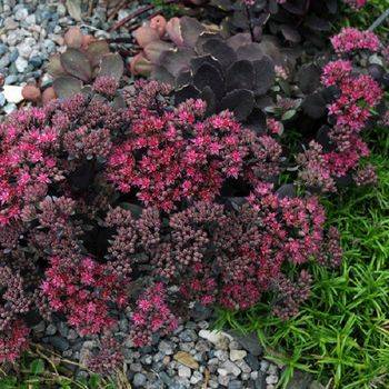 Очиток Sedum x hybrida ‘Dazzleberry’