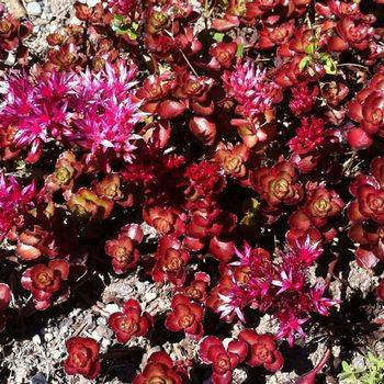 Очиток Sedum spurium ‘Dragons Blood’