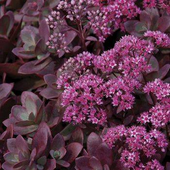 Очиток Sedum x hybrida ‘Firecracker’