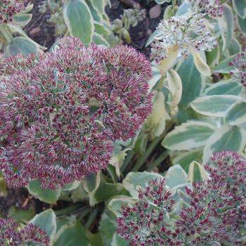 Очиток Sedum telephium ‘Lajos Autumn Charm™’